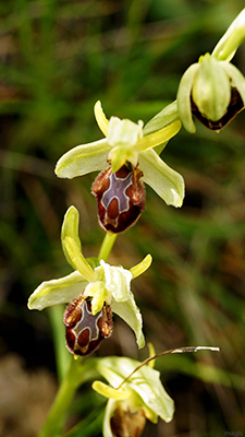 Dactylorhiza romana e Ophrys sphegodes